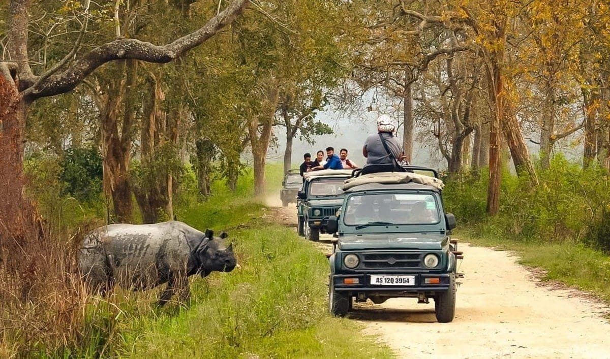 Kaziranga Safari Rhino