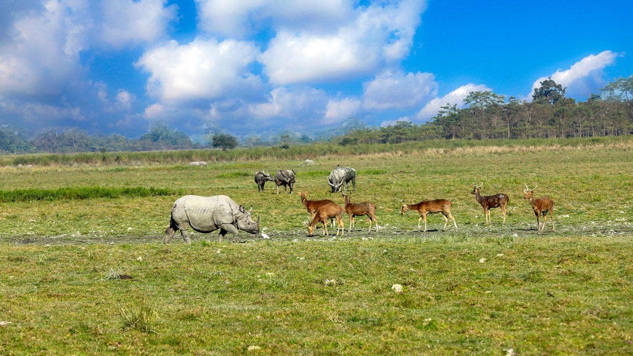 Assam Tour Package Image 7