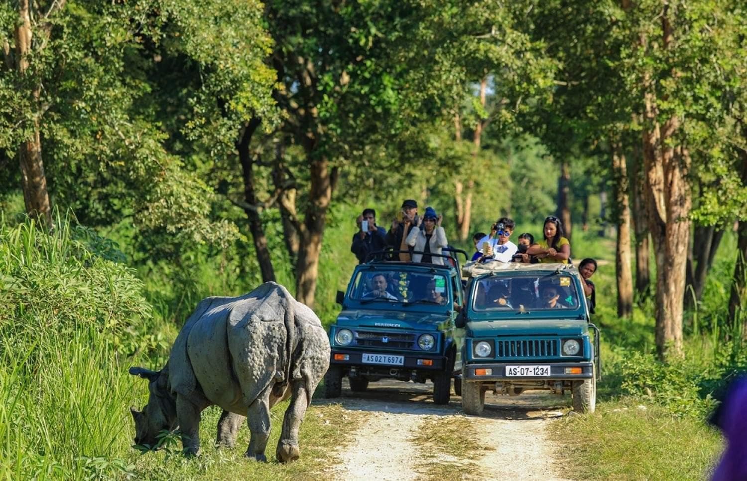 Kaziranga Safari Rhino