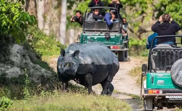 Kaziranga Safari Image 3