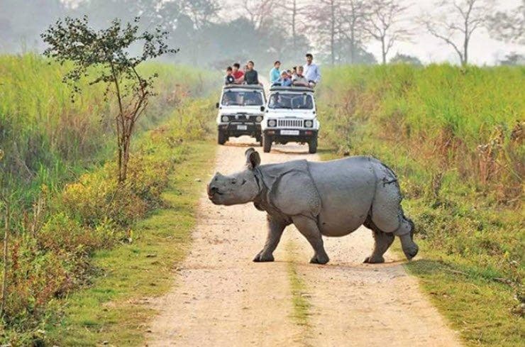 Kaziranga Safari Image 4